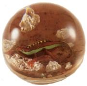 Paul Ysart Paperweight PY2026